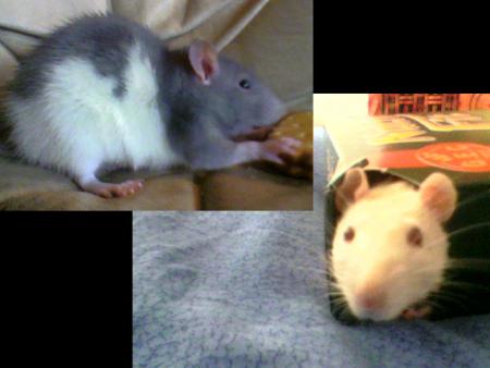 mes rats